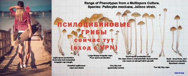 гашик Богданович
